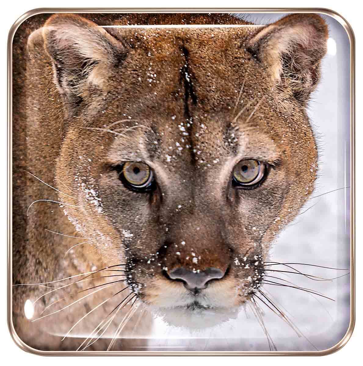 CHANTECAILLE Cougar Eye Quartet » buy online NICHE BEAUTY